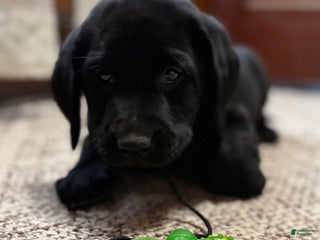 Labrador Retriever dogs Labrador Retriever Puppy RITA - Ad 2