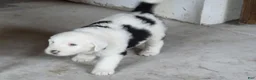 Sheepadoodle dogs for sale: Charlie  - Ad 6