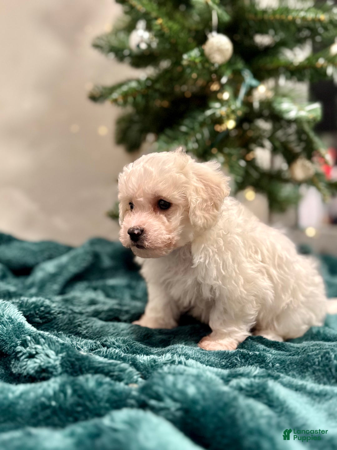 Bichon Frise dogs for sale: Cohen ACA - Ad 7