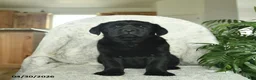 Labrador Retriever dogs for sale: Misty  - Ad 3