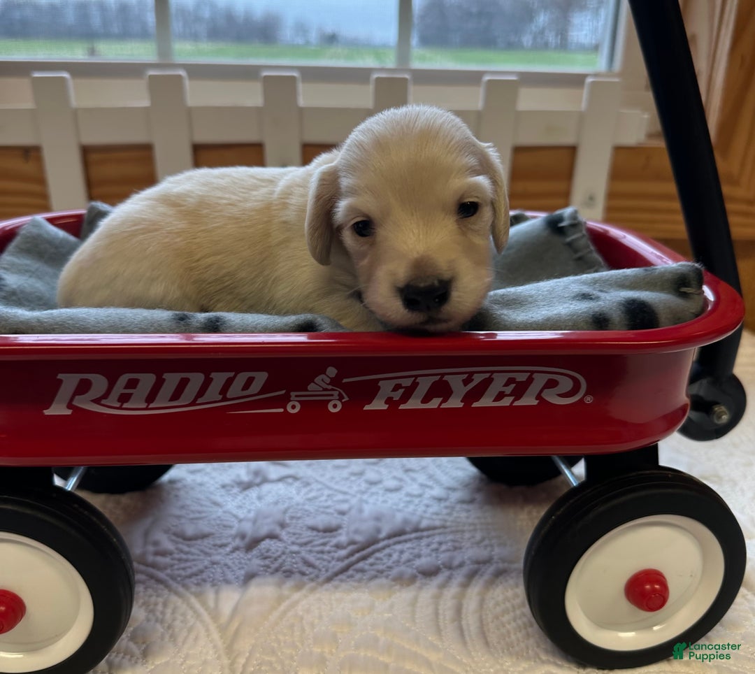 Miniature Dachshund dogs for sale: Levi - Ad 7