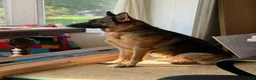 Mixed Breed dogs for sale: August - Ad 4