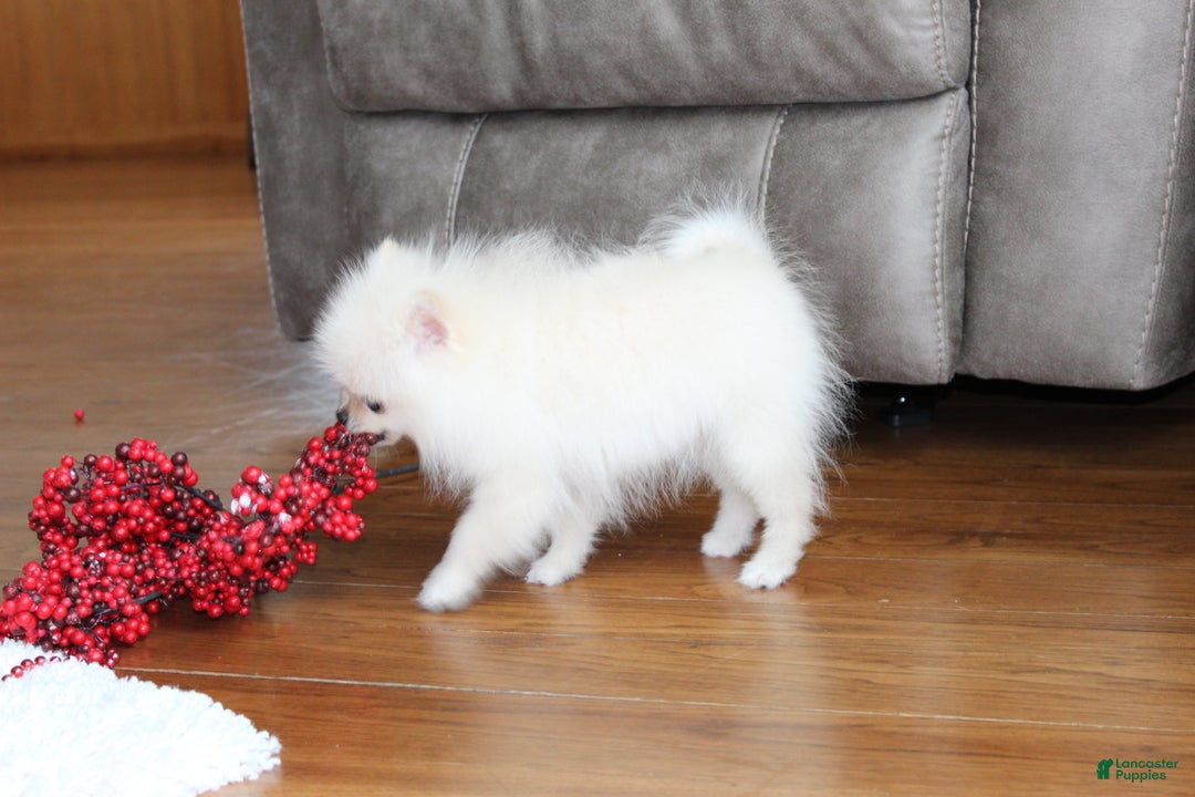 Pomeranian dogs for sale: Teacup Tony - Ad 8