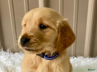 Golden Retriever dogs - Ad 13