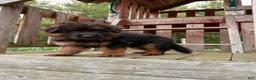 German Shepherd dogs for sale: Fluffball - Ad 7