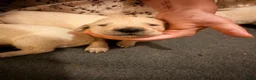 Golden Retriever dogs for sale: Chicory - Ad 9