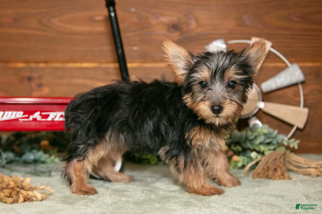 Yorkshire Terrier dogs for sale: Jackie - Ad 2