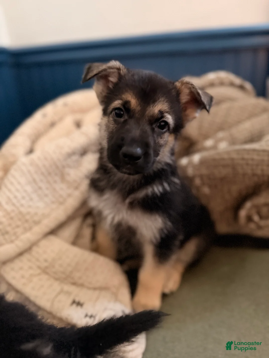 German Shepherd dogs for sale: Jett - Ad 1