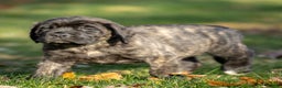 English Mastiff dogs for sale: Buddy - Ad 3