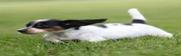 Miniature Dachshund dogs for sale: Duke Miniature Dachshund Puppy  - Ad 5