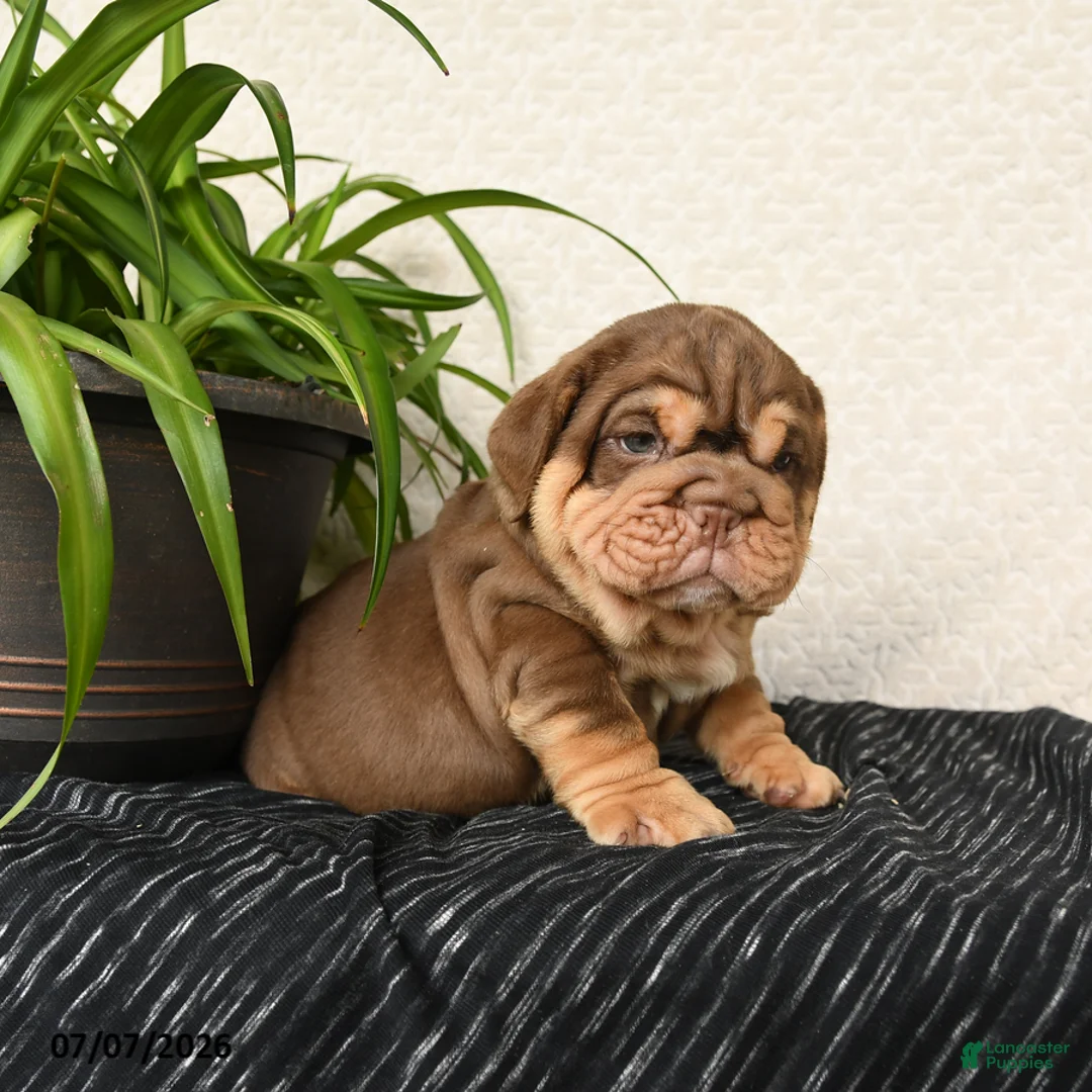 English Bulldog dogs for sale: Ralf - Ad 2