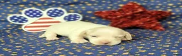 Miniature Dachshund dogs for sale: AKC Laci Cream female  - Ad 2