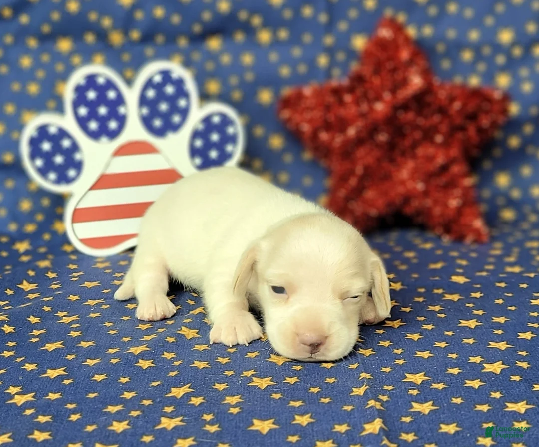 Miniature Dachshund dogs for sale: AKC Laci Cream female  - Ad 2