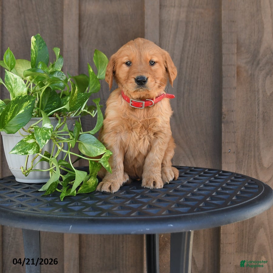 Golden Retriever dogs Raelynn - Ad 2