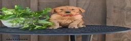 Golden Retriever dogs for sale: Raelynn - Ad 2