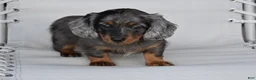 Miniature Dachshund dogs for sale: AKC Pearl - Ad 11