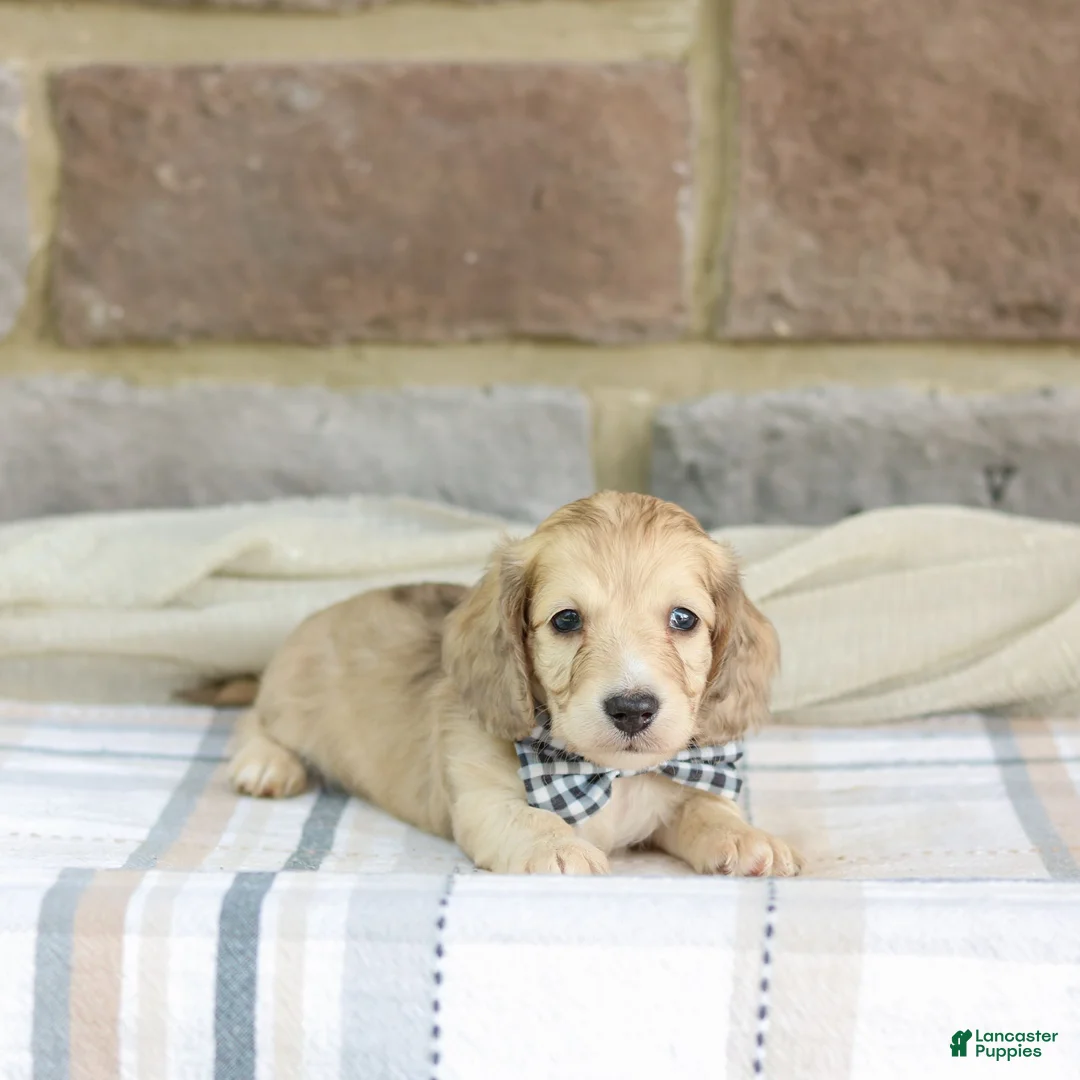 Miniature Dachshund dogs for sale: Peanut - Ad 2