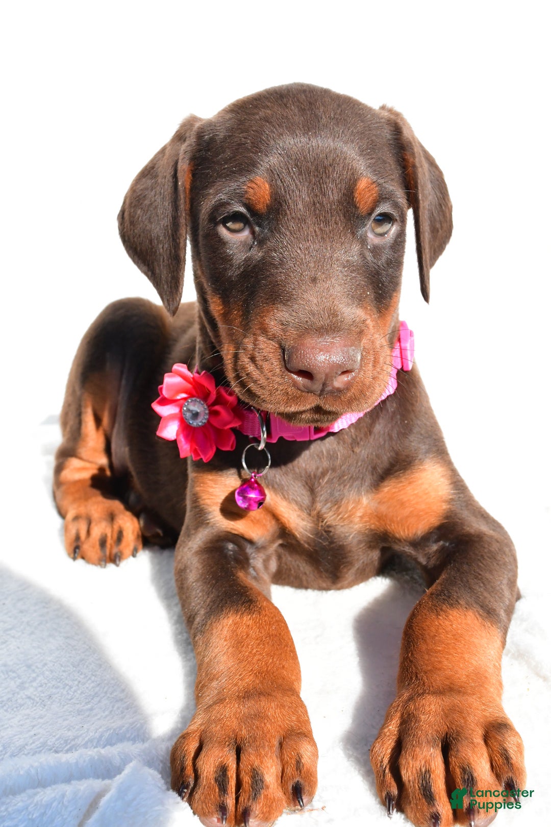 Doberman Pinscher dogs for sale: Lacey - Ad 9