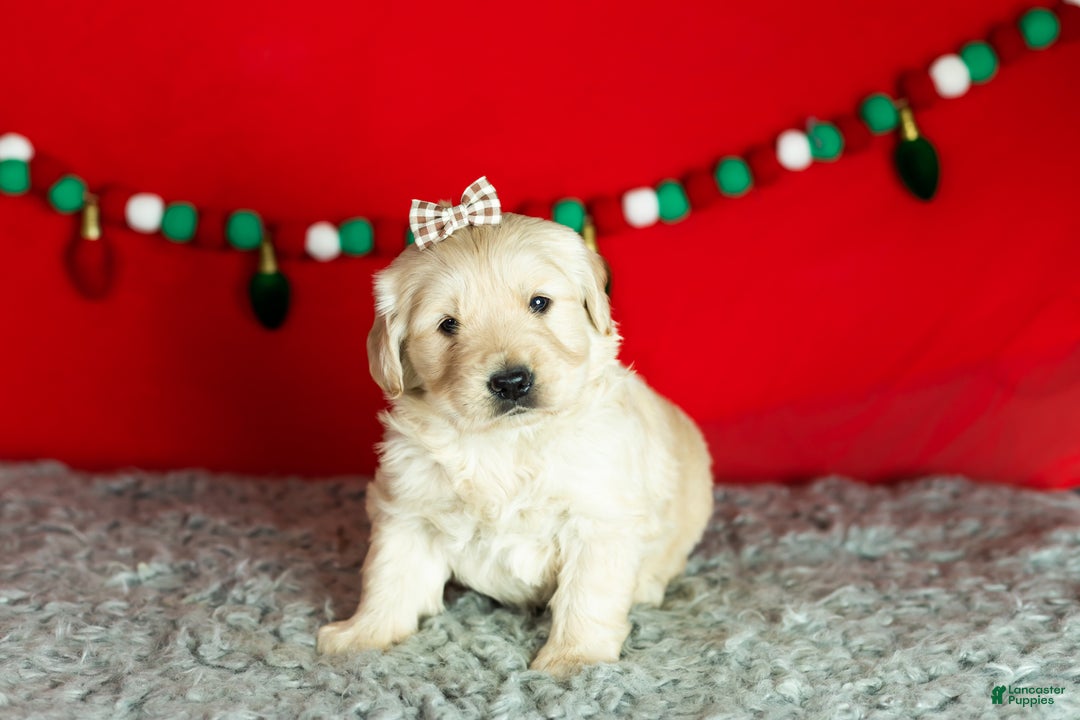 Golden Retriever dogs for sale: Sophia  - Ad 2