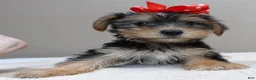 Yorkshire Terrier dogs for sale: Ziggy steal of a deal - Ad 5