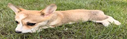 Welsh Corgi Pembroke dogs for sale: Ella - Ad 6