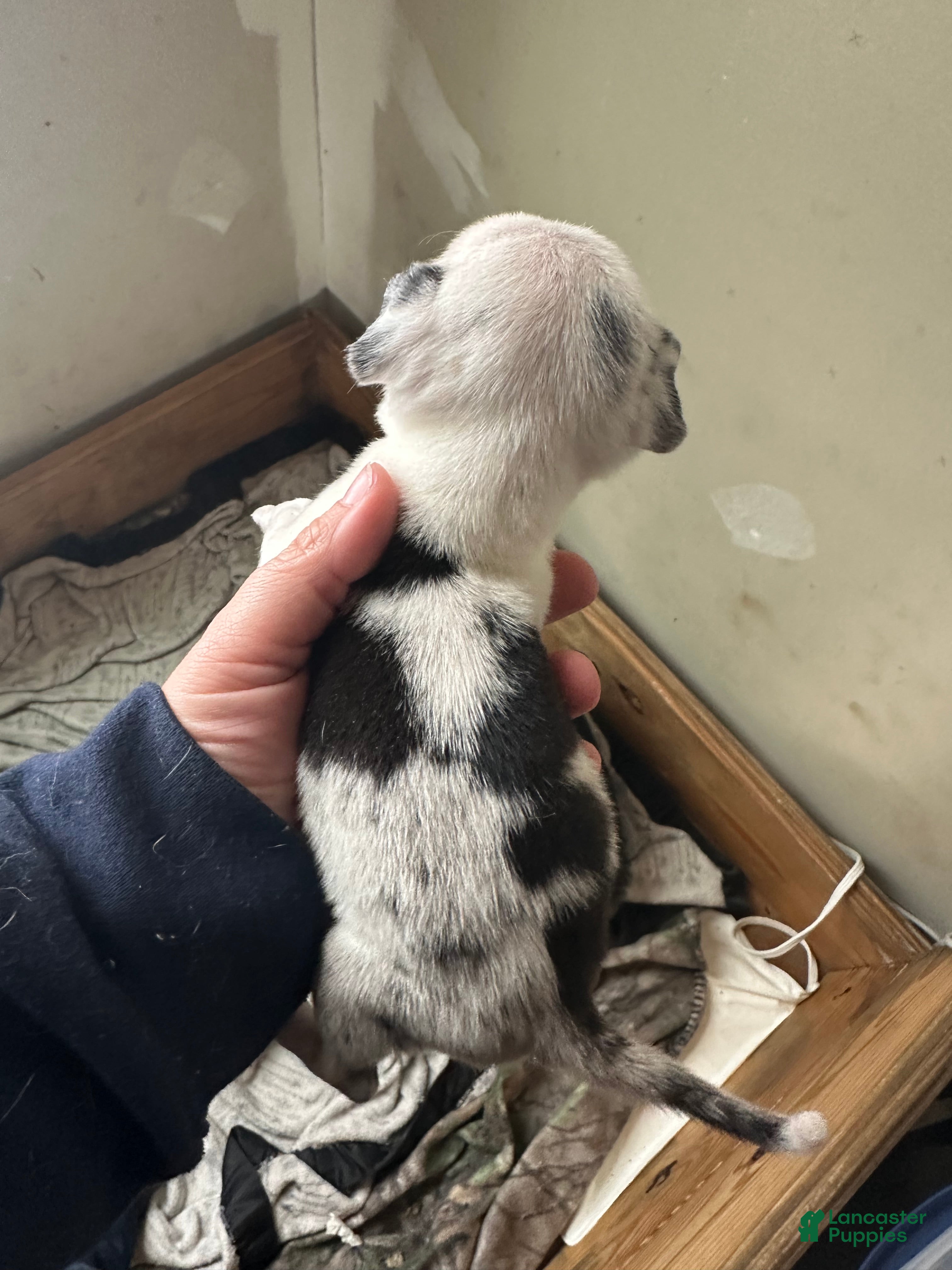 Pug dogs for sale: Lucky - Ad 3