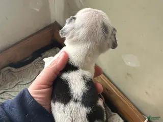 Pug dogs for sale: Lucky - Ad 3