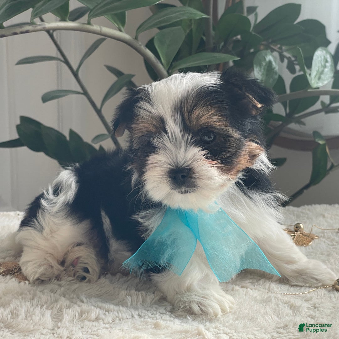 Biewer Terrier dogs for sale: Teddy - Ad 2