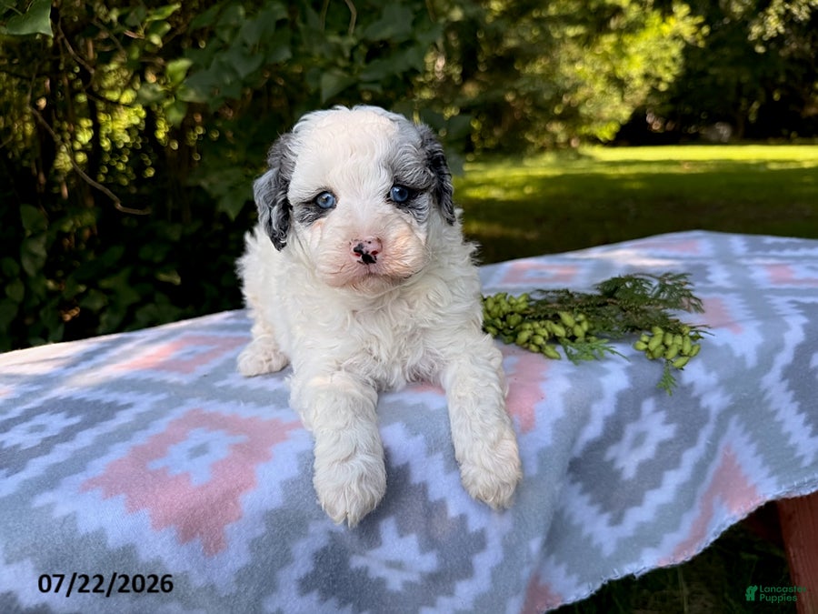 Miniature Poodle dogs for sale: Sparky - Ad 3