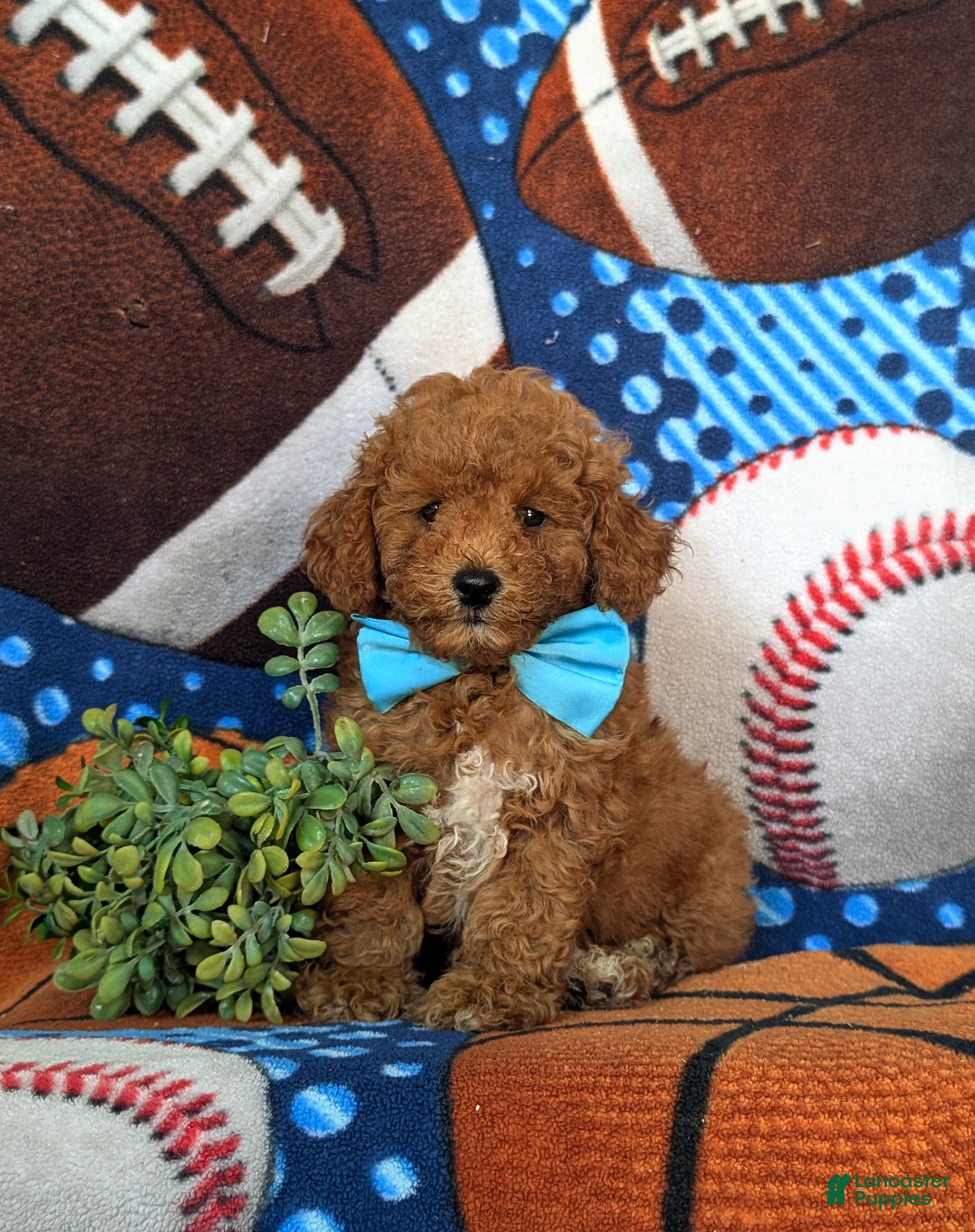 Toy Poodle dogs Corbett 7 lbs Full Grown - Ad 1