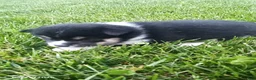 Shiba Inu dogs for sale: Willow - Ad 5