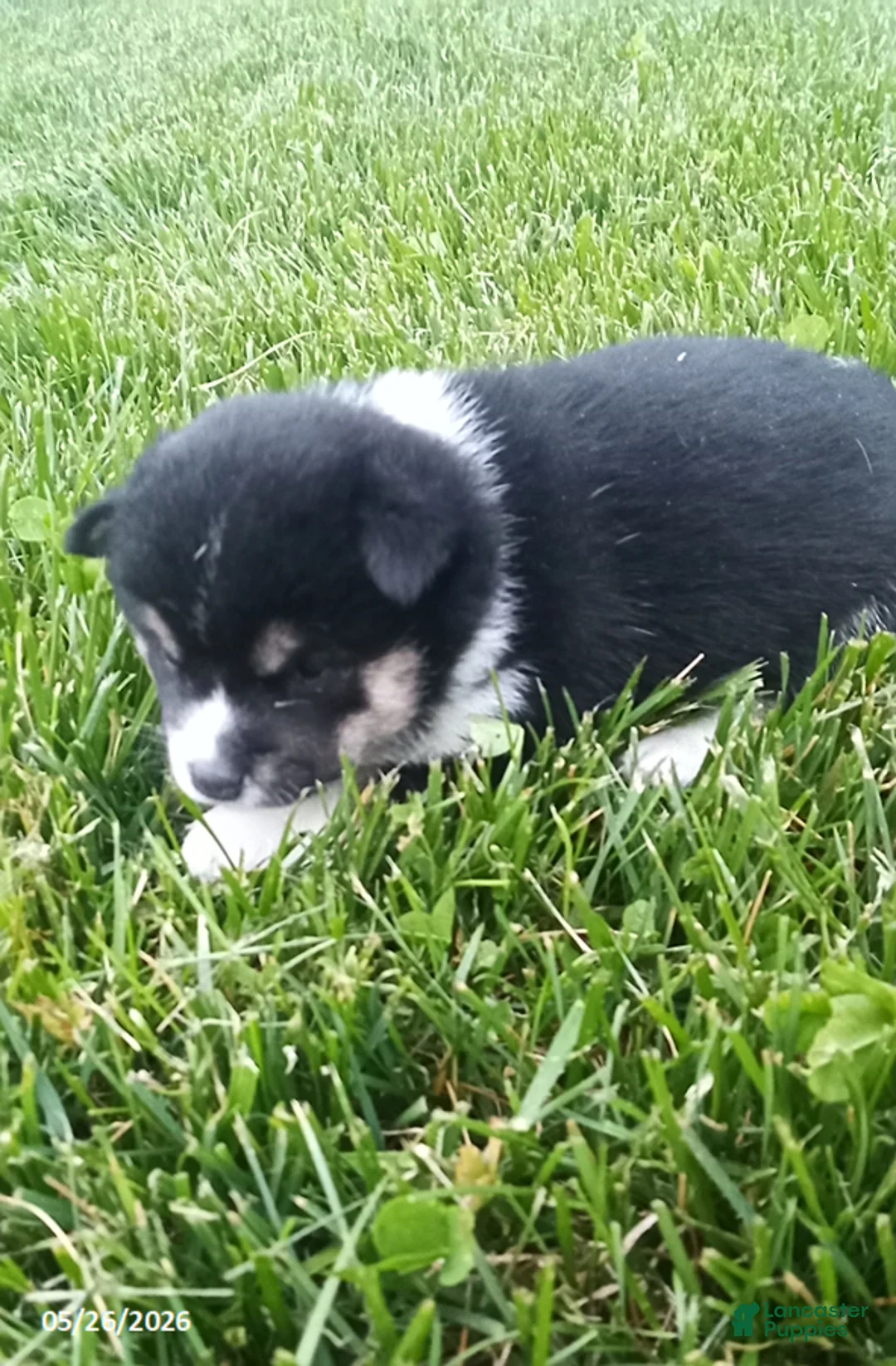 Shiba Inu dogs for sale: Willow - Ad 5