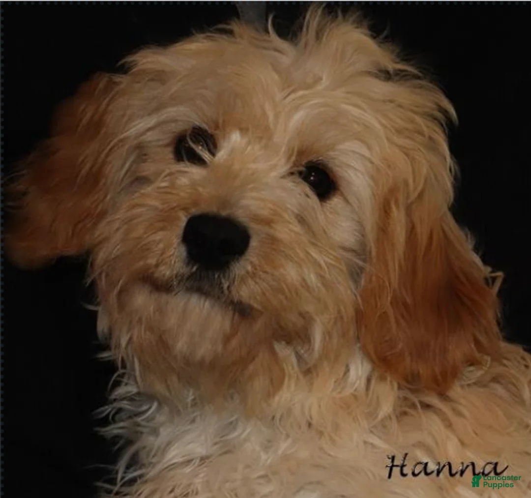 Cavachon dogs for sale: Jasper - Ad 7