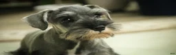Miniature Schnauzer dogs for sale: Quest Miniature Schnauzer  - Ad 16