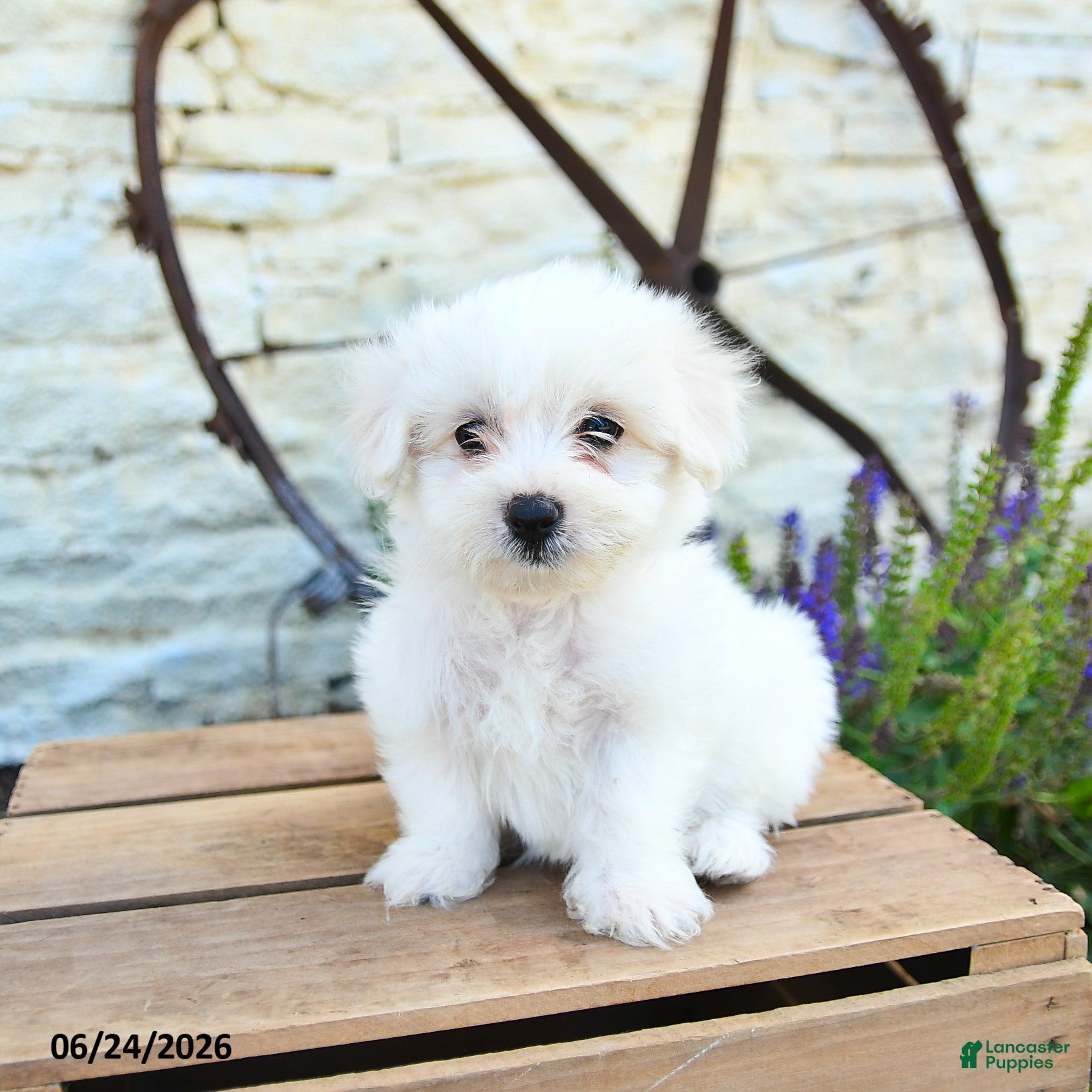 Mixed Breed dogs Elias - Ad 2