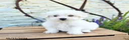 Mixed Breed dogs for sale: Elias - Ad 2