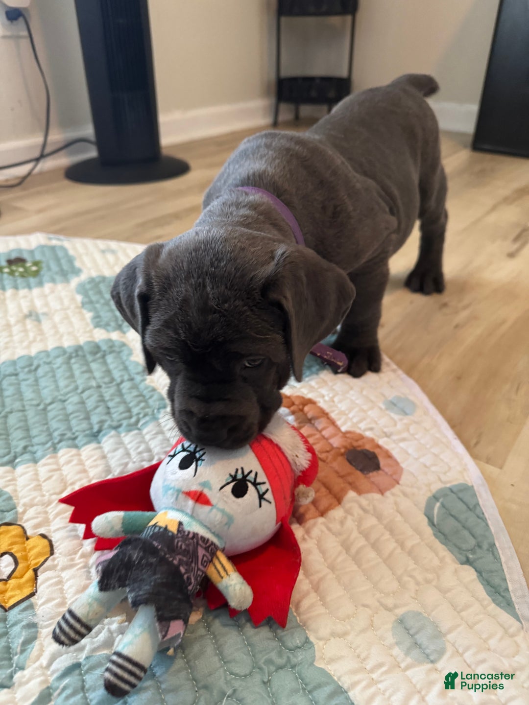 Cane Corso dogs for sale: Aria - Ad 2