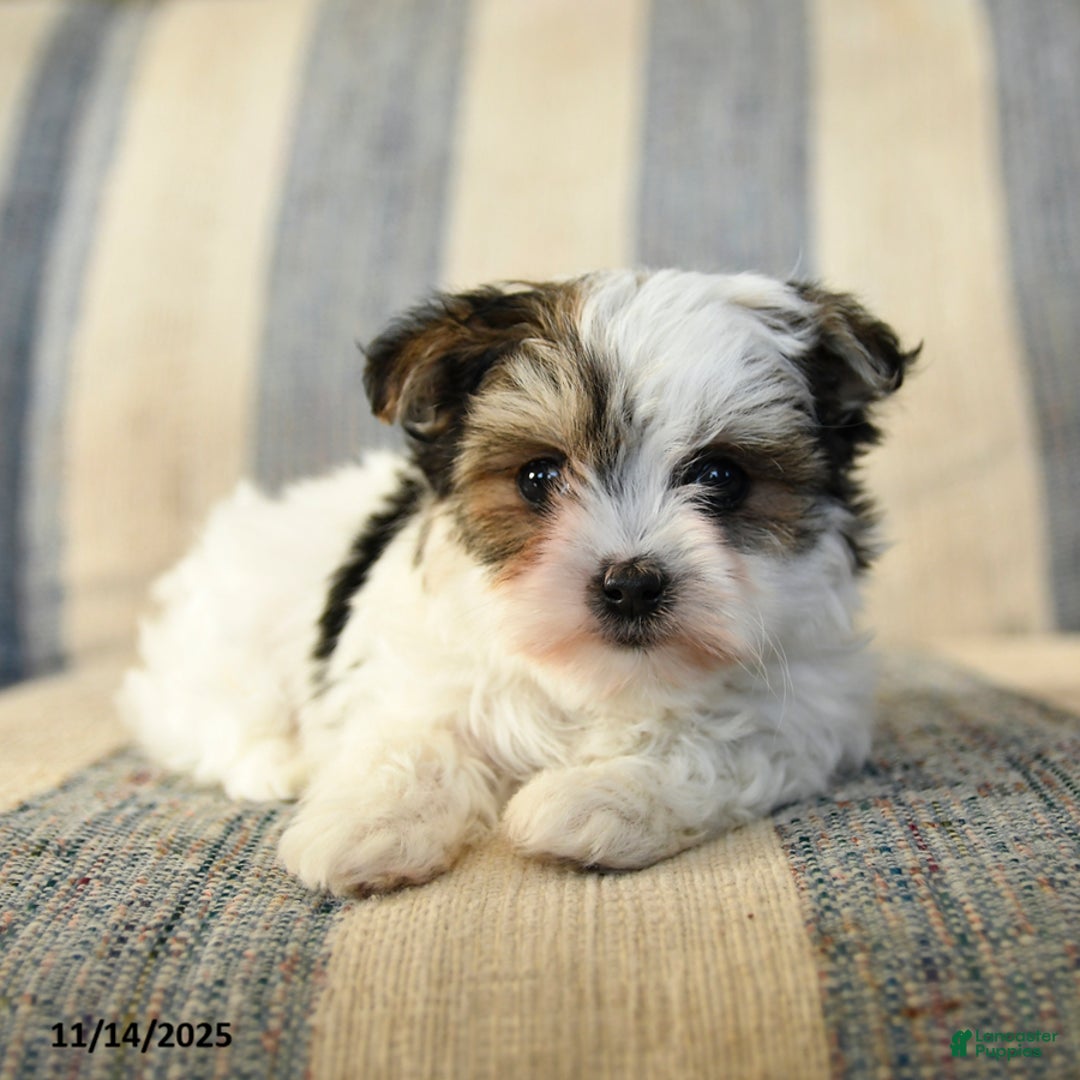 Morkie dogs for sale: Freddie - Ad 2