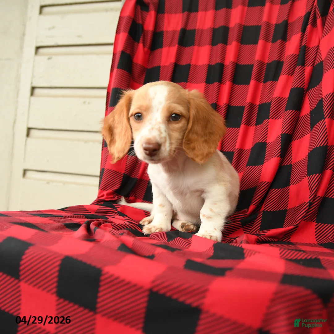 Dachshund dogs for sale: Freckles - Ad 2