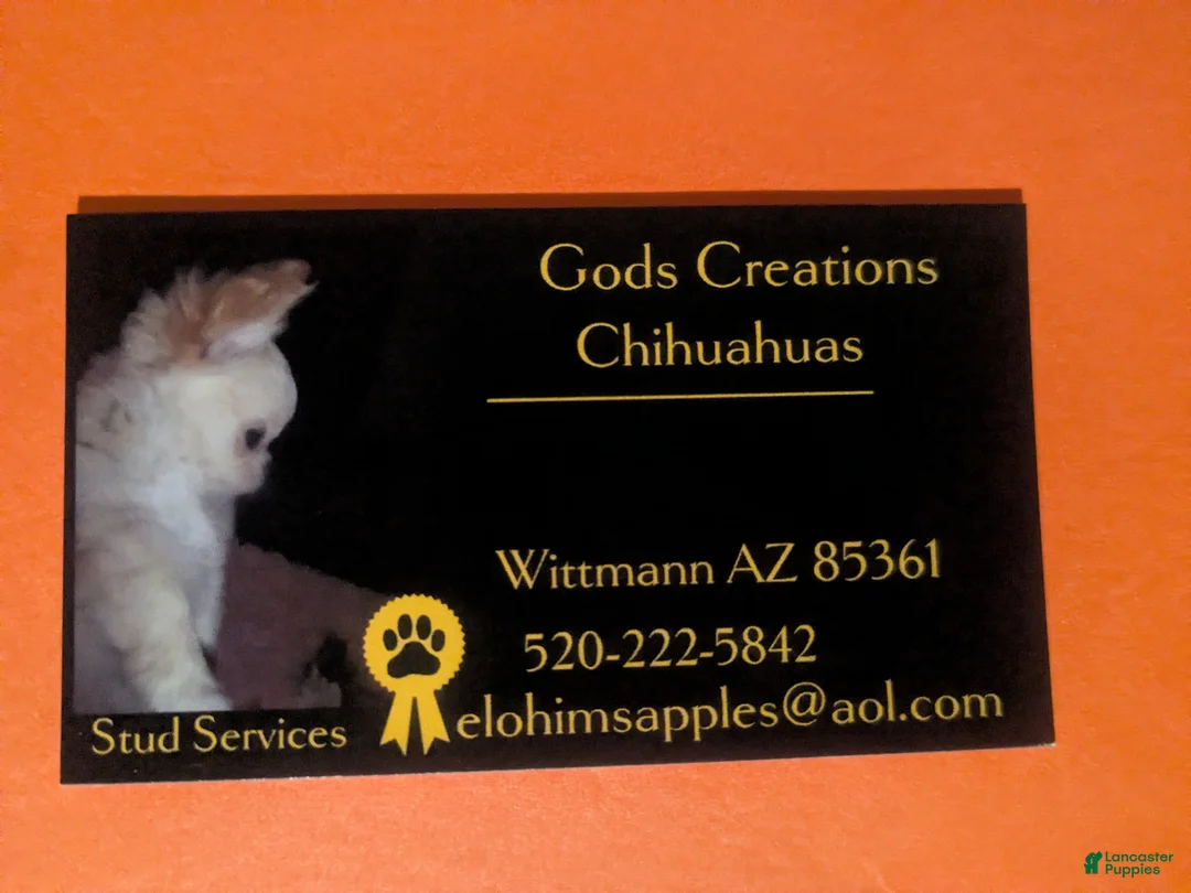 Chihuahua dogs for sale: Full AKC Snow White  - Ad 8