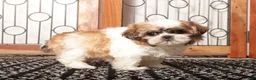 Shih Tzu dogs for sale: Bell - Ad 3