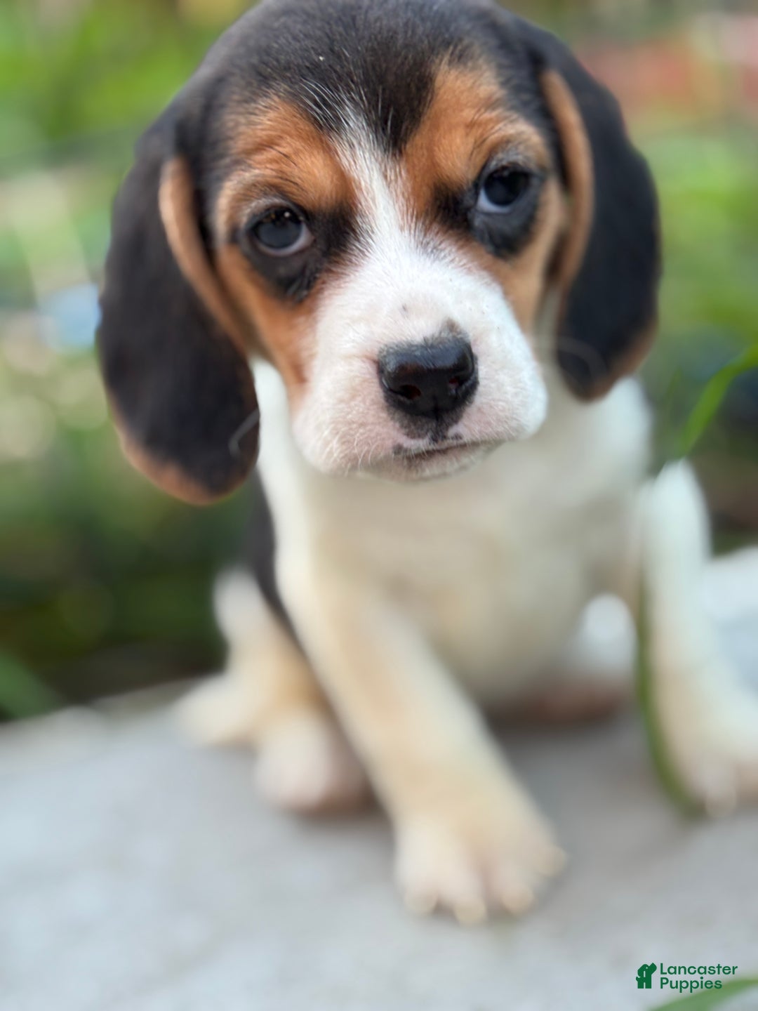 Beagle dogs for sale: Emily - Ad 15