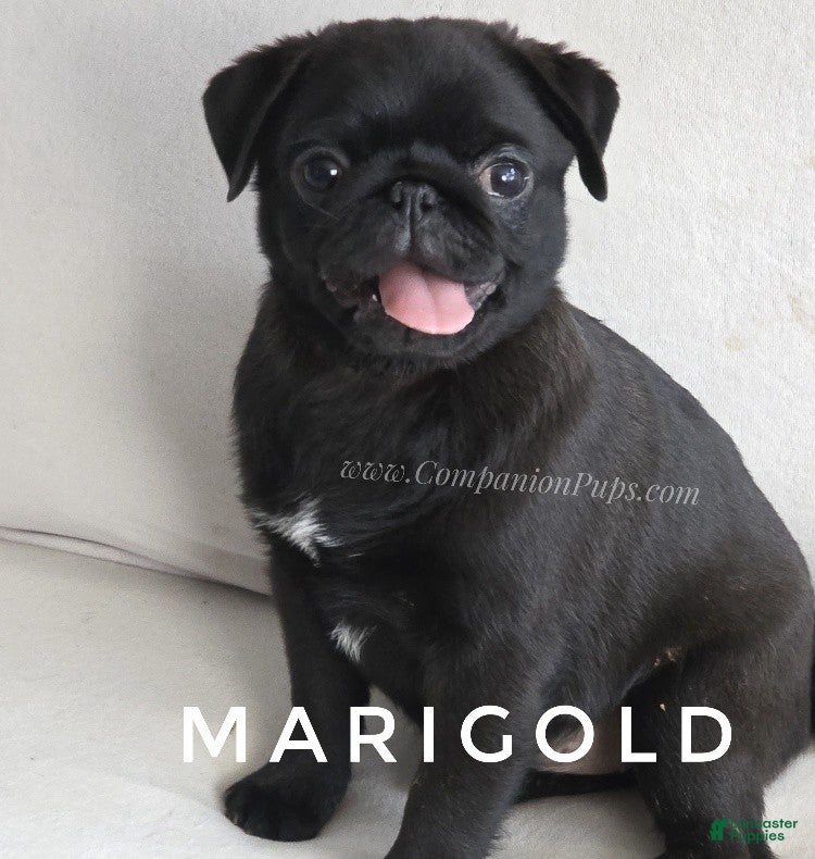 Pug dogs for sale: Marigold - Black Female Pug Puppy - Ad 1