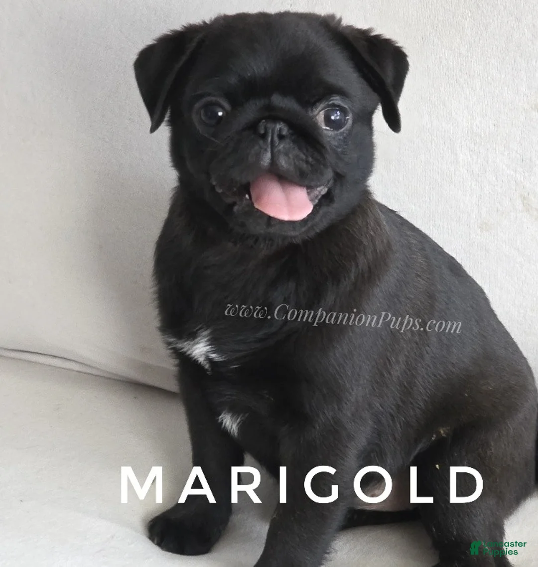 Pug dogs for sale: Marigold - Black Female Pug Puppy - Ad 1