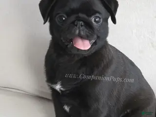 Pug dogs for sale: Marigold - Black Female Pug Puppy - Ad 1