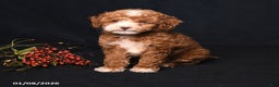 Toy Poodle dogs for sale: Mia  - Ad 3