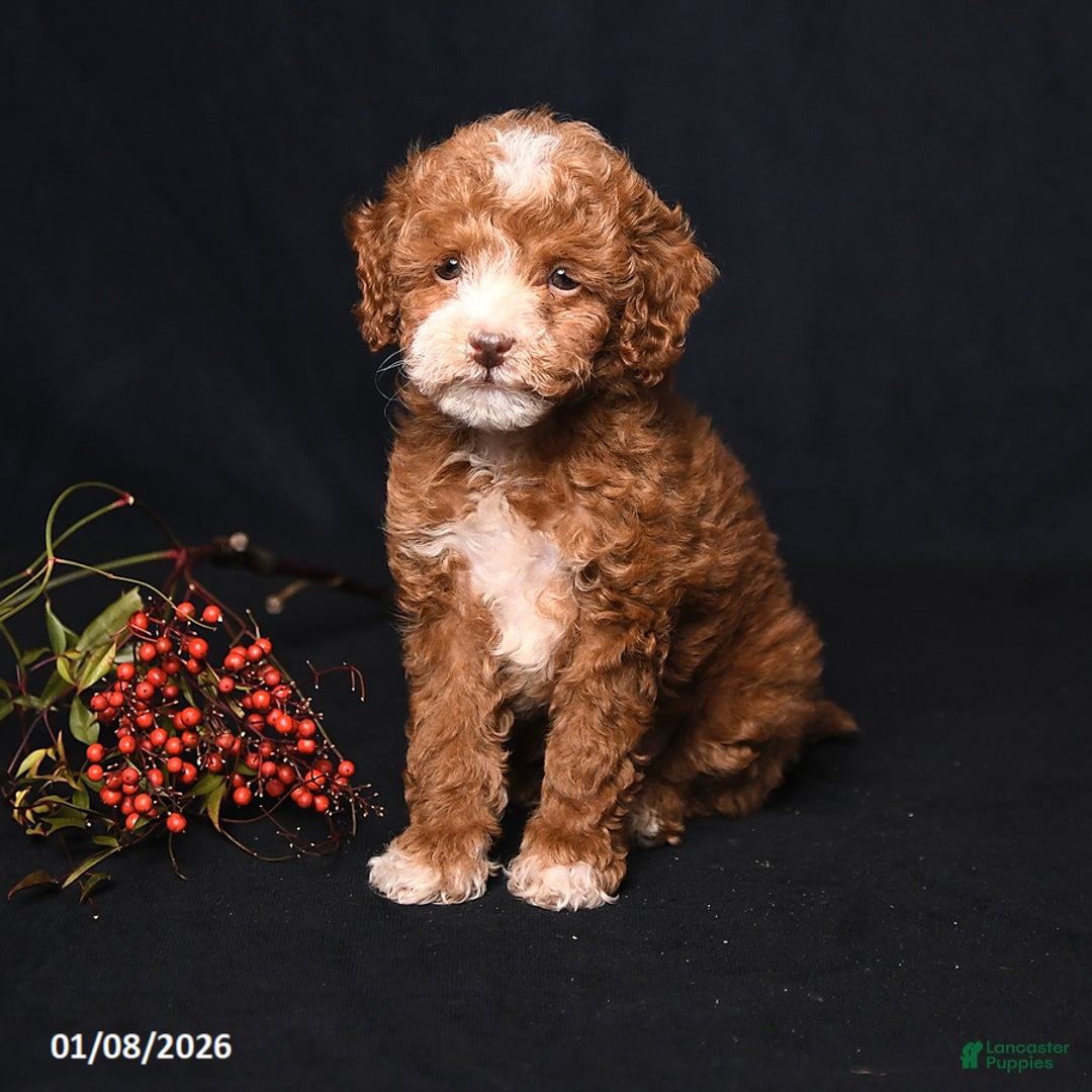 Toy Poodle dogs for sale: Mia  - Ad 3