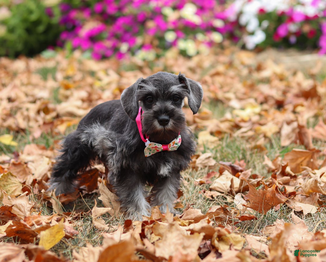 Miniature Schnauzer dogs for sale: Millie - Ad 11