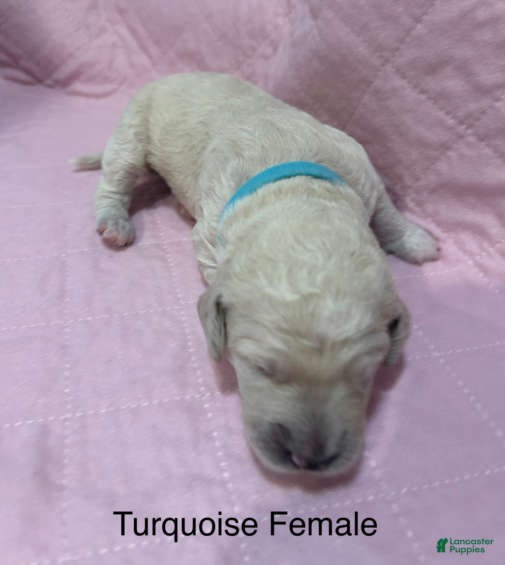 Goldendoodle dogs Turquoise Female Goldendoodle  - Ad 18