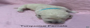 Turquoise Female Goldendoodle 